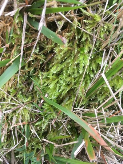 Brachythecium mildeanum, photographed by Paul Cook