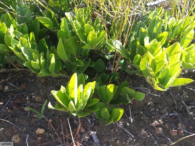 Psoralea rotundifolia, photographed by Chris Vynbos