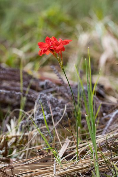 Gladiolus nerineoides, photographed by magriet b