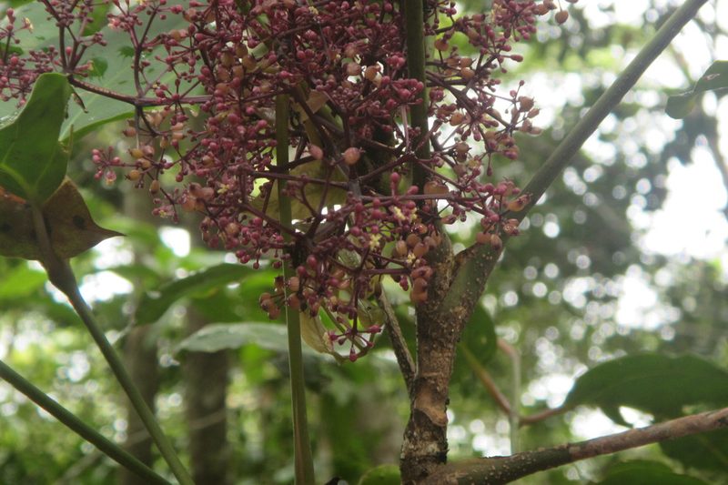 Polyscias purpurea, photographed by coenobita