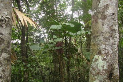 Polyscias purpurea, photographed by coenobita