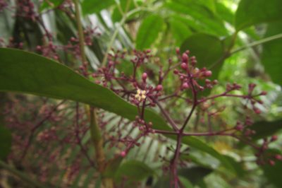 Polyscias purpurea, photographed by coenobita
