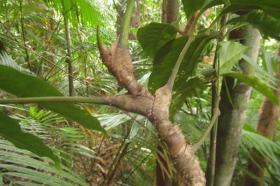 Polyscias purpurea, photographed by coenobita