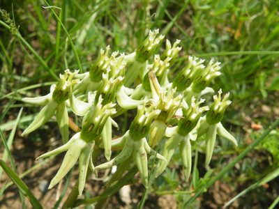 Asclepias eminens, photographed by Antoinette Eyssell Knox