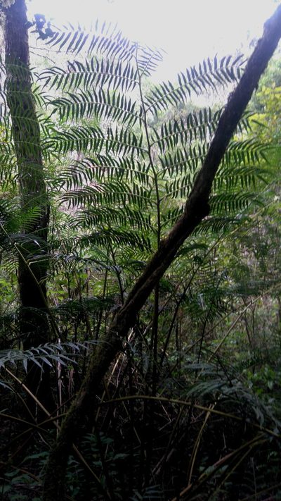 Ptisana fraxinea, photographed by Di Turner