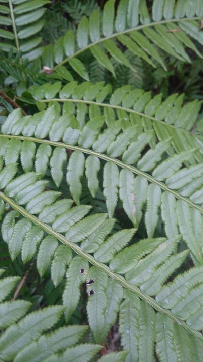 Ptisana fraxinea, photographed by Di Turner