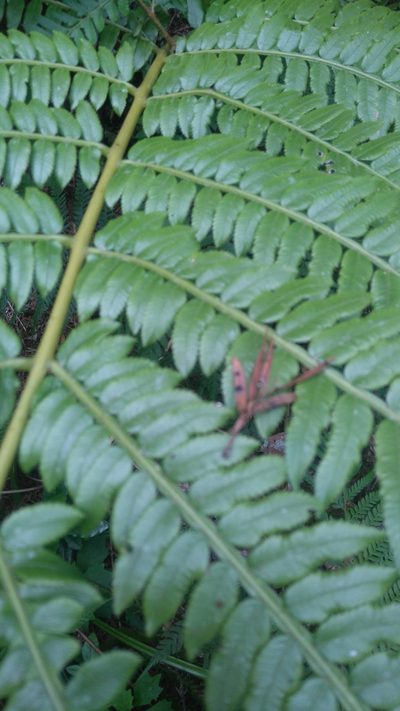 Ptisana fraxinea, photographed by Di Turner