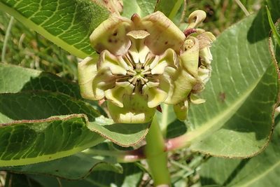 Pachycarpus plicatus, photographed by Peter Warren
