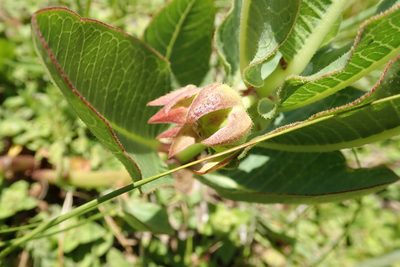 Pachycarpus plicatus, photographed by Peter Warren
