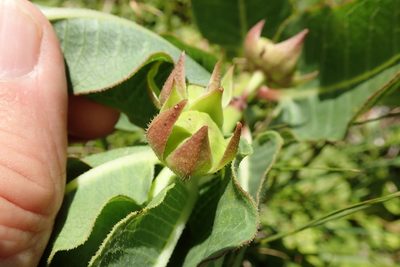 Pachycarpus plicatus, photographed by Peter Warren