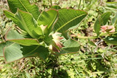 Pachycarpus plicatus, photographed by Peter Warren