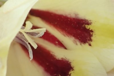 Gladiolus papilio, photographed by Peter Warren