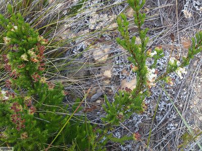 Erica denticulata, photographed by Chris Vynbos