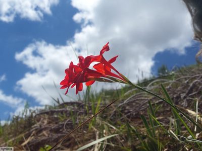 Gladiolus nerineoides, photographed by Chris Vynbos