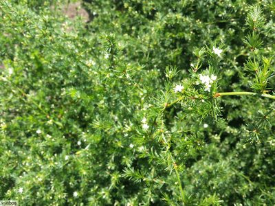 Asparagus africanus, photographed by Chris Vynbos