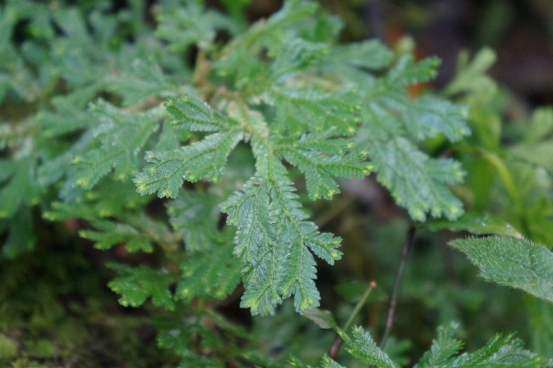 Selaginella stenophylla, photographed by Claudio Cantú Muñiz