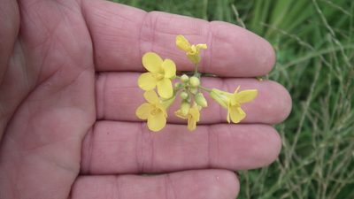 Brassica juncea, photographed by Shaun Swanepoel