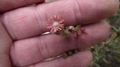 Delosperma testaceum, photographed by Shaun Swanepoel