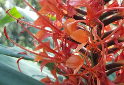 Hedychium coccineum, photographed by alessandradalia