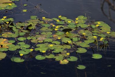Nymphoides thunbergiana, photographed by Tony Rebelo