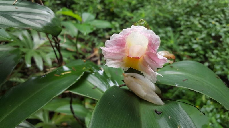 Costus arabicus, photographed by alessandradalia