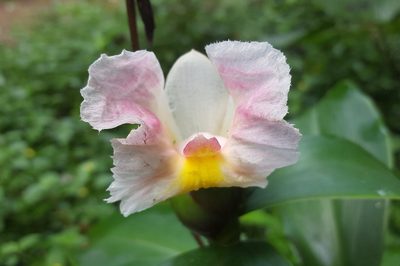 Costus arabicus, photographed by alessandradalia