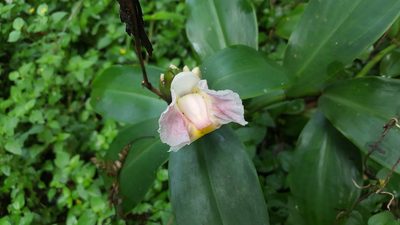 Costus arabicus, photographed by alessandradalia