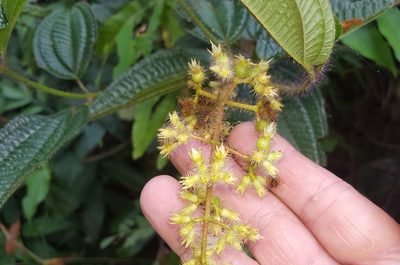 Miconia australis, photographed by alessandradalia
