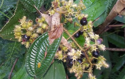 Miconia australis, photographed by alessandradalia
