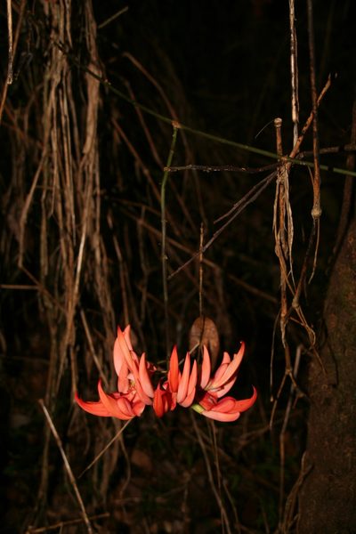 Strongylodon madagascariensis, photographed by Julien Renoult