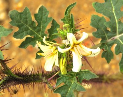 Solanum grayi, photographed by Francisco Farriols Sarabia