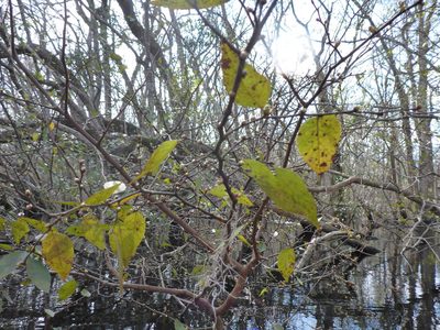 Planera aquatica, photographed by mfeaver