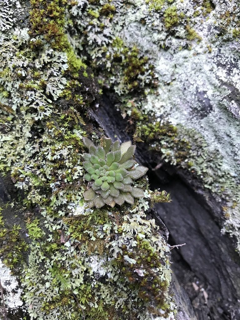 Sedum stellariifolium, photographed by Pieter Pelser
