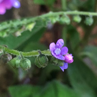 Cynoglossum lanceolatum, photographed by Matt Berger