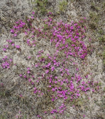 Drosanthemum intermedium, photographed by Nicola van Berkel