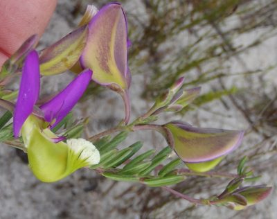 Polygala peduncularis, photographed by Nicola van Berkel