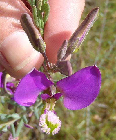 Polygala peduncularis, photographed by Nicola van Berkel
