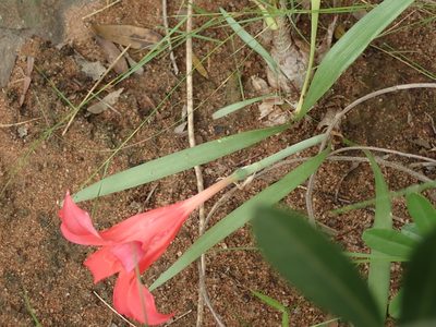 Cyrtanthus sanguineus, photographed by Peter Warren