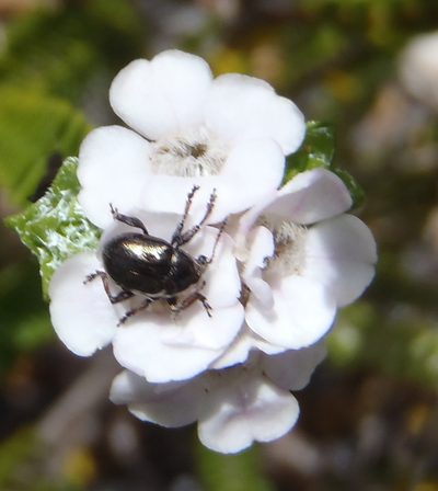 Euchaetis burchellii, photographed by Nicola van Berkel
