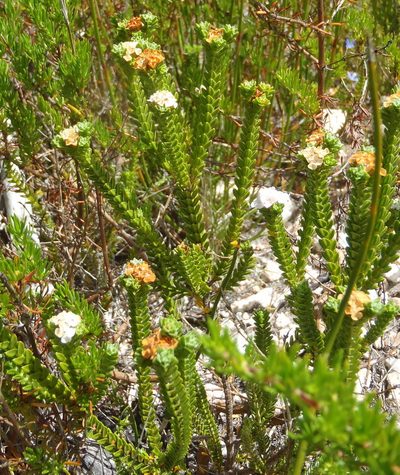 Euchaetis burchellii, photographed by Nicola van Berkel