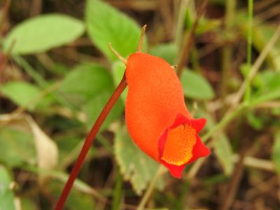 Seemannia sylvatica, photographed by Alexis López Hernández