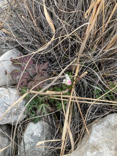 Anemone okennonii, photographed by Richard Jacob