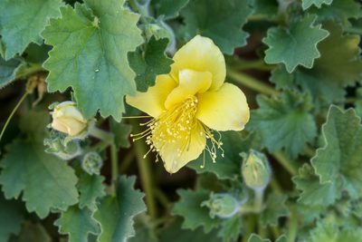Eucnide bartonioides, photographed by Richard Jacob