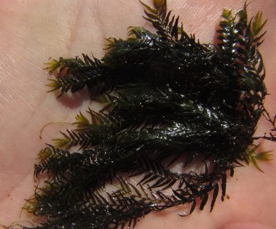 Fissidens fontanus, photographed by Robert Taylor