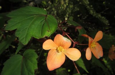 Begonia sutherlandii, photographed by Robert Taylor