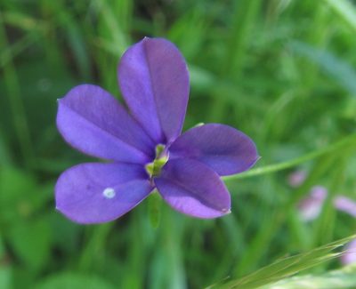 Monopsis stellarioides, photographed by Robert Taylor