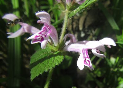 Stachys tubulosa, photographed by Robert Taylor