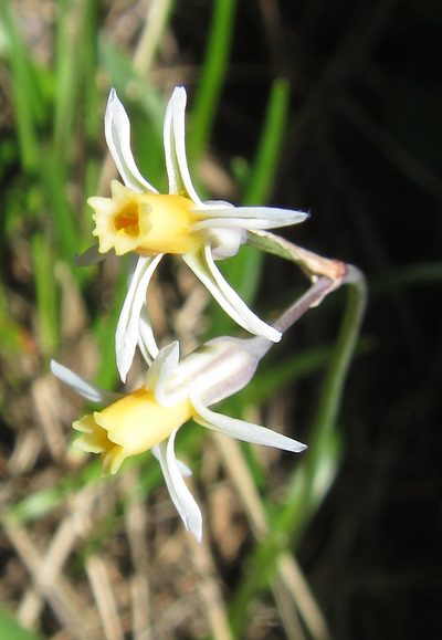 Tulbaghia leucantha, photographed by Robert Taylor