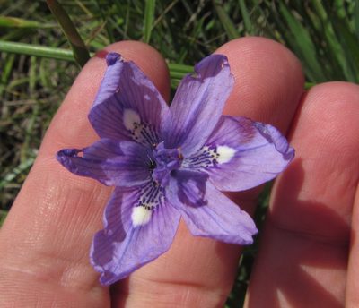 Moraea inclinata, photographed by Robert Taylor