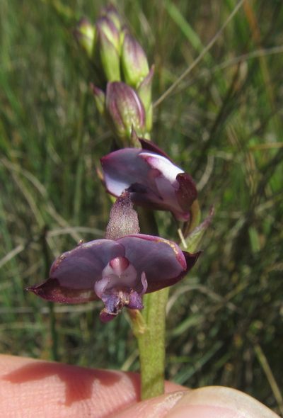 Eulophia zeyheriana, photographed by Robert Taylor